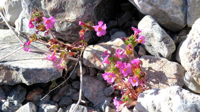 Four Minutes in Death Valley, March 2016